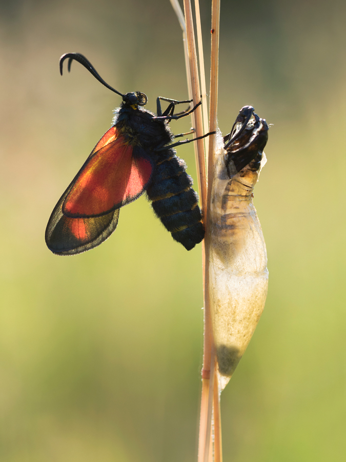 Five Spot Burnet Moth freshly emerged